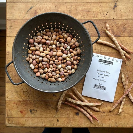 Mississippi Silver, Cowpea Seeds image number null